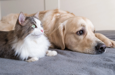 Feux d'artifice - comment protéger son chien ou chat ?